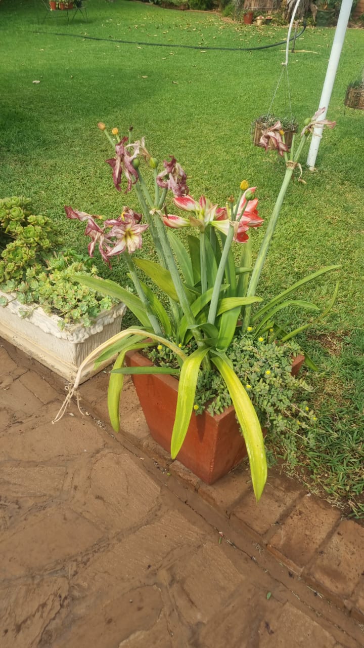 September Lilies Plant